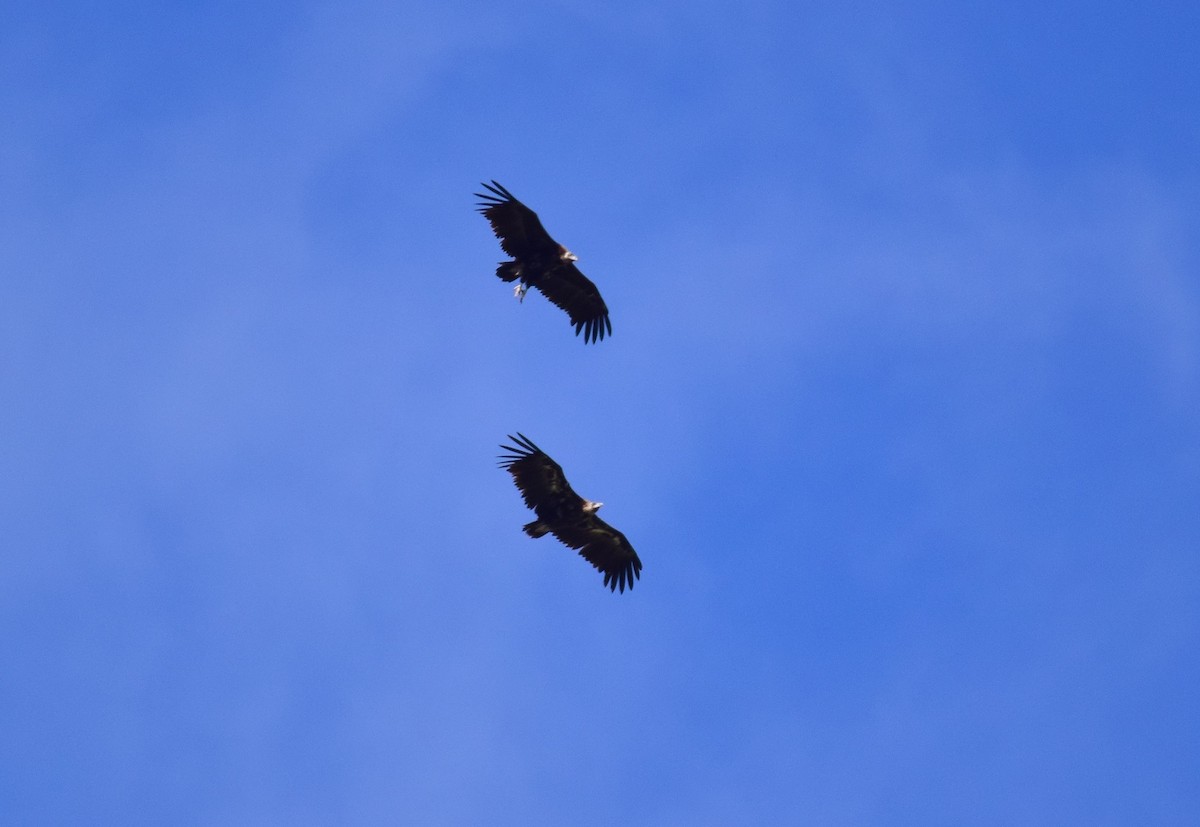 Cinereous Vulture - ML620296724