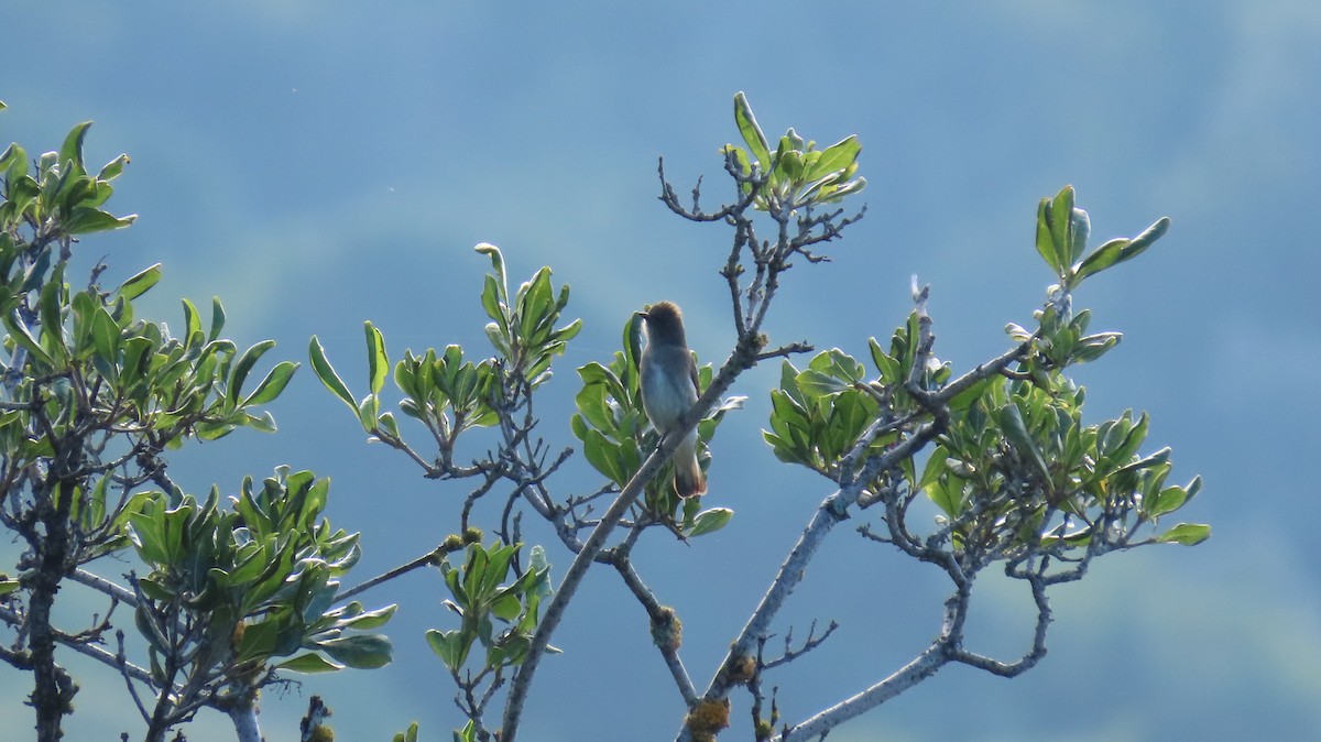 Wahlberg's Honeyguide - Juan Pablo Arboleda