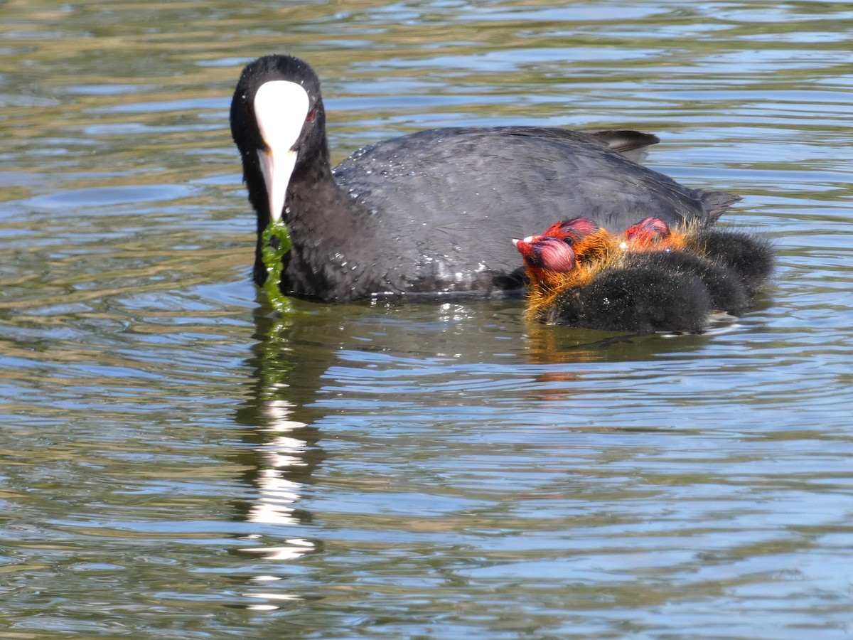 Eurasian Coot - ML620296730