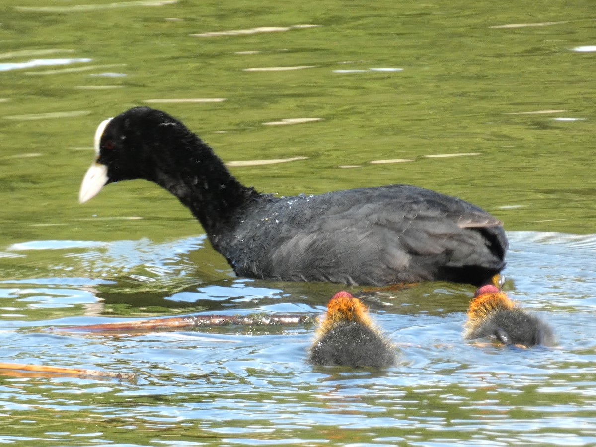 Eurasian Coot - ML620296732