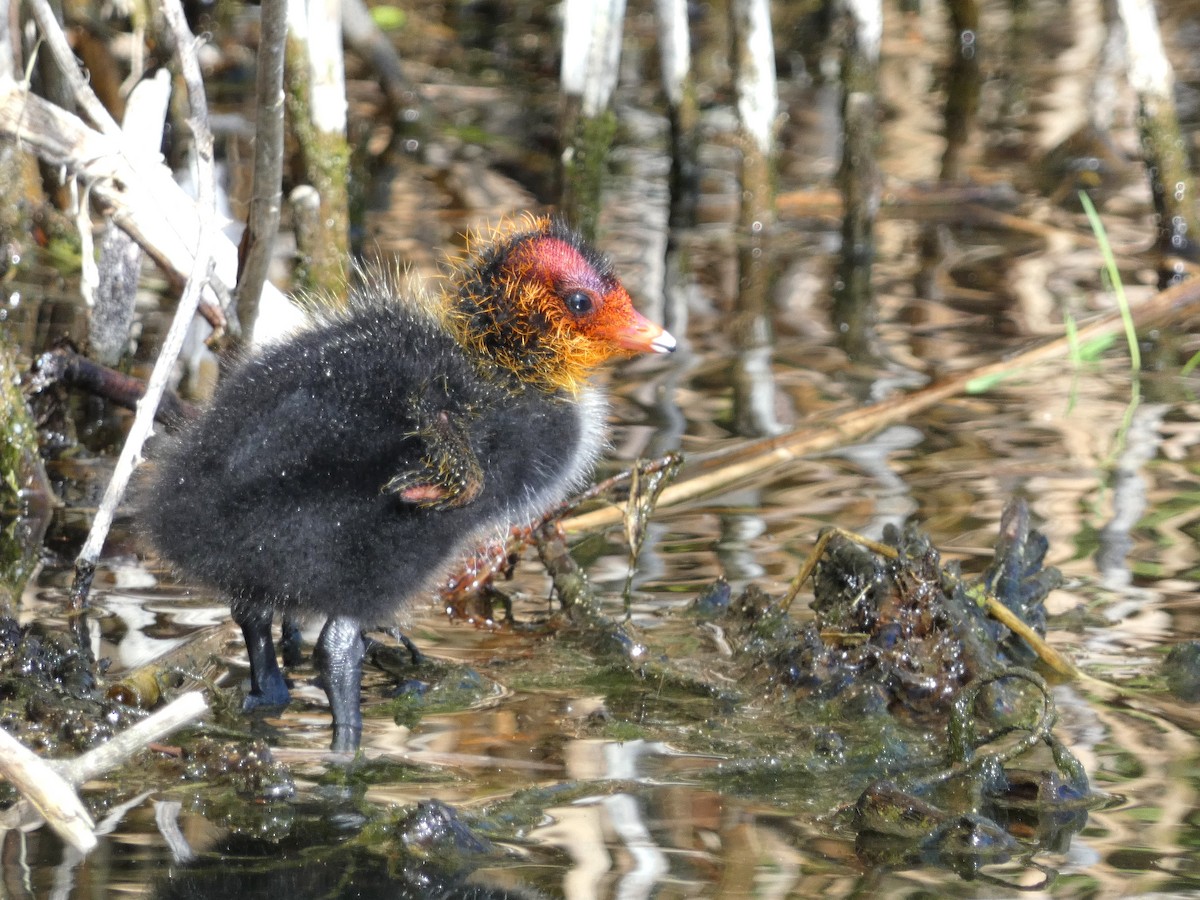 Eurasian Coot - ML620296733