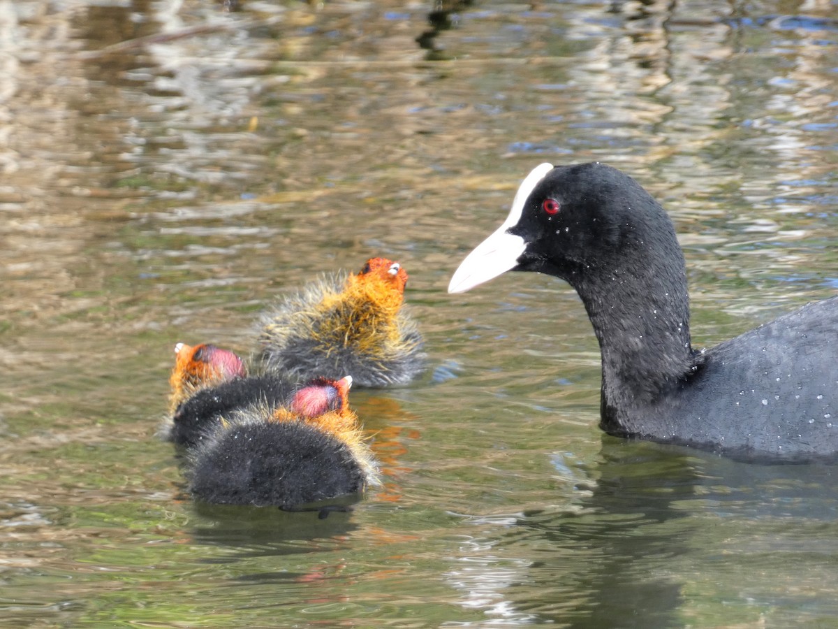 Eurasian Coot - ML620296736