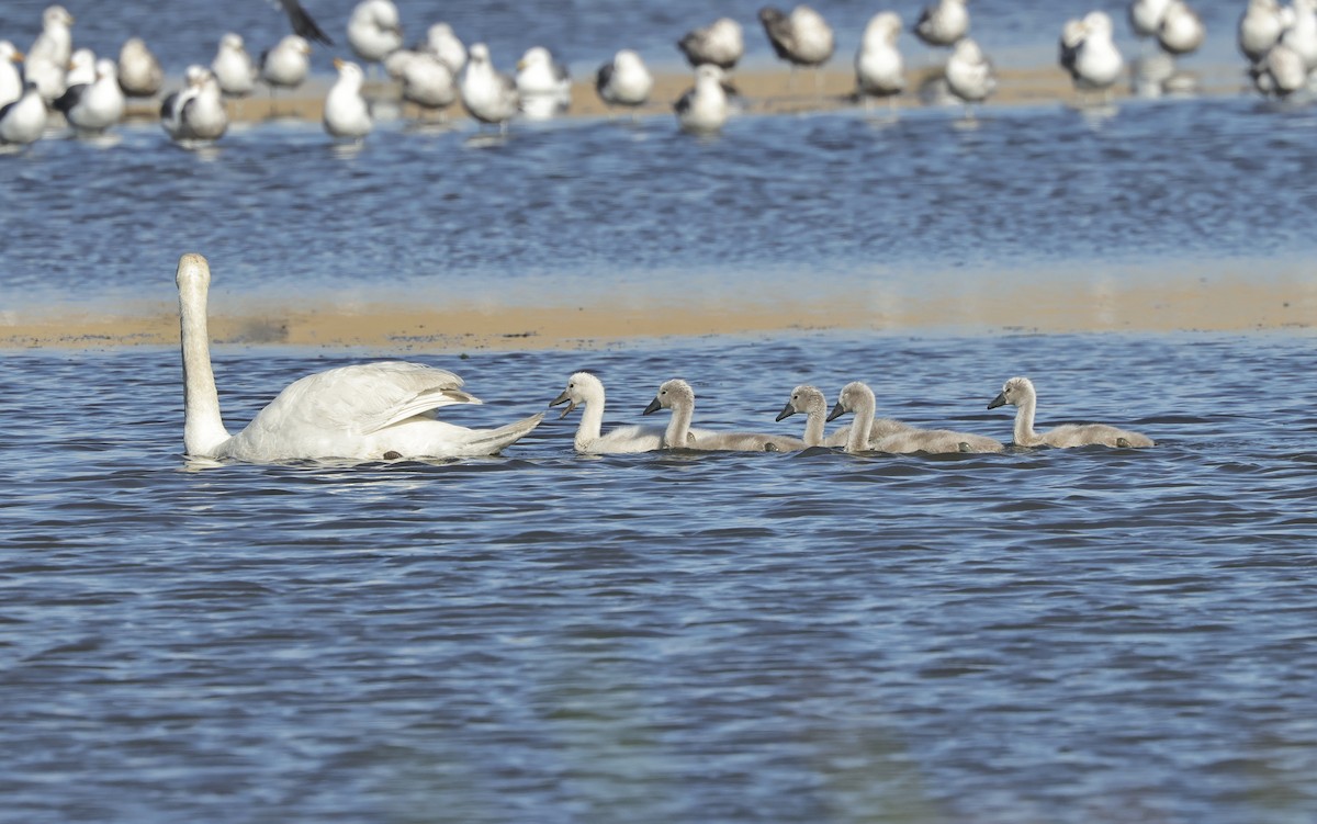 Mute Swan - ML620296738