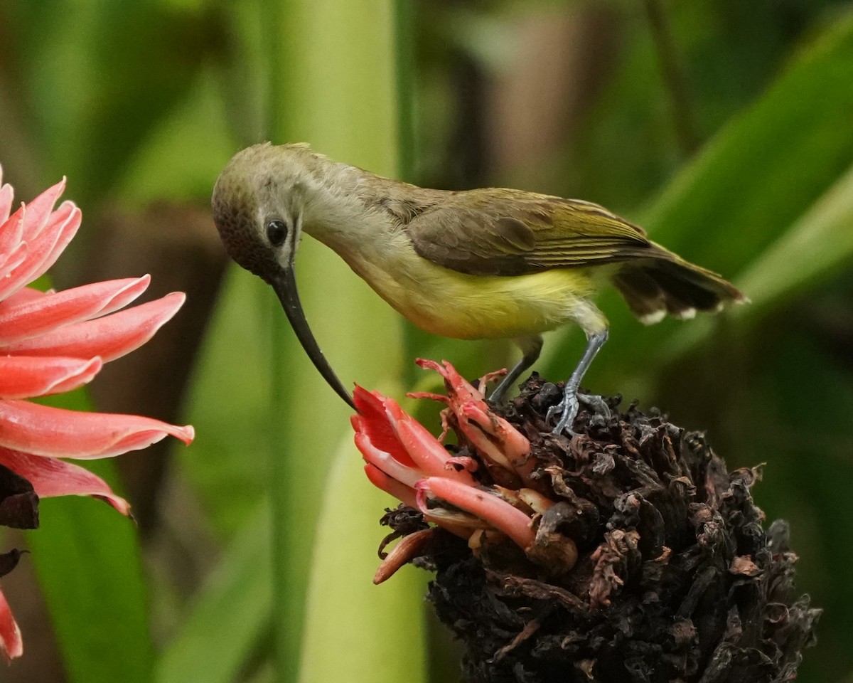 Little Spiderhunter - ML620296742