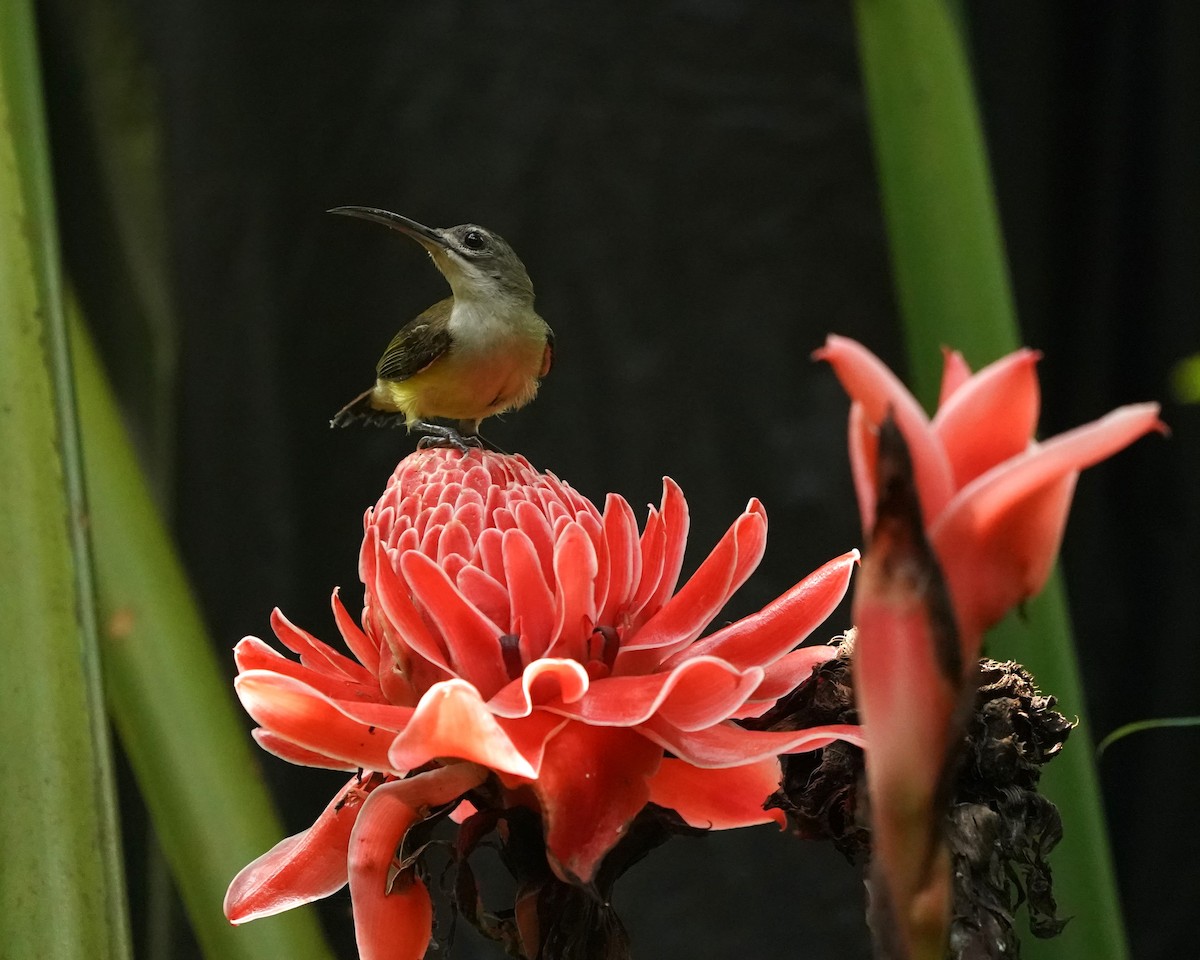 Little Spiderhunter - Keng Keok Neo