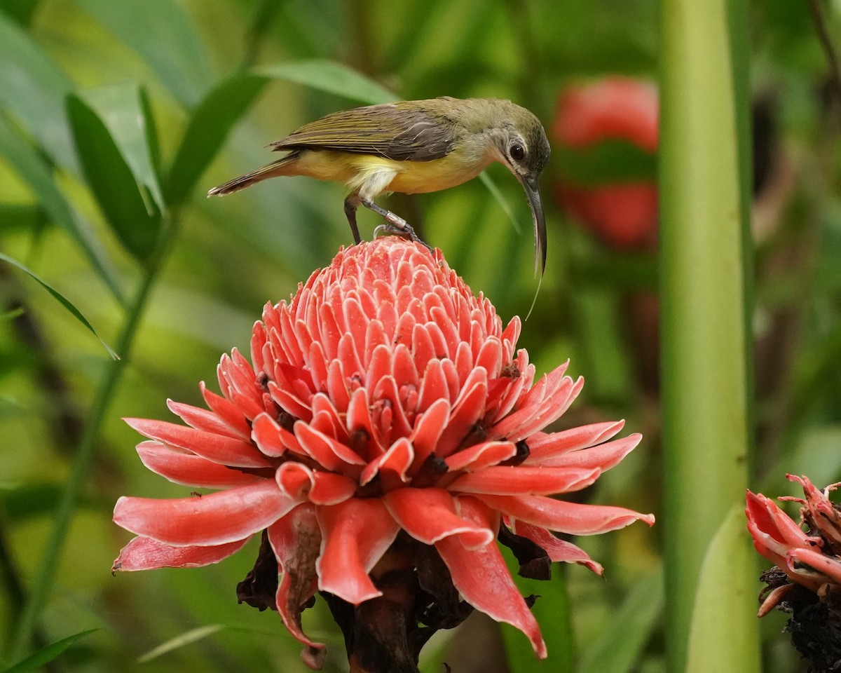 Little Spiderhunter - ML620296746