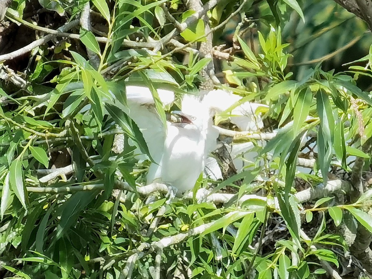 Western Cattle Egret - ML620296749