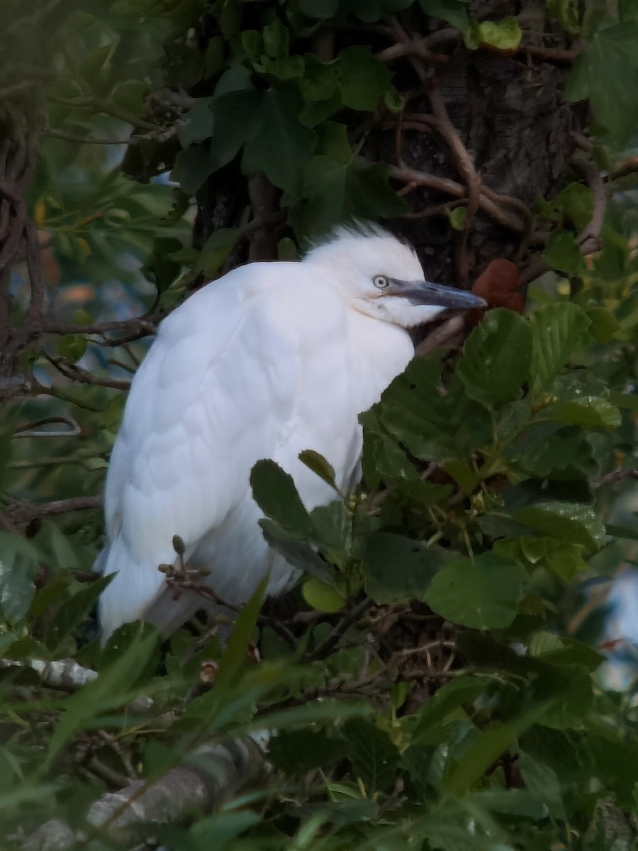 Western Cattle Egret - ML620296750