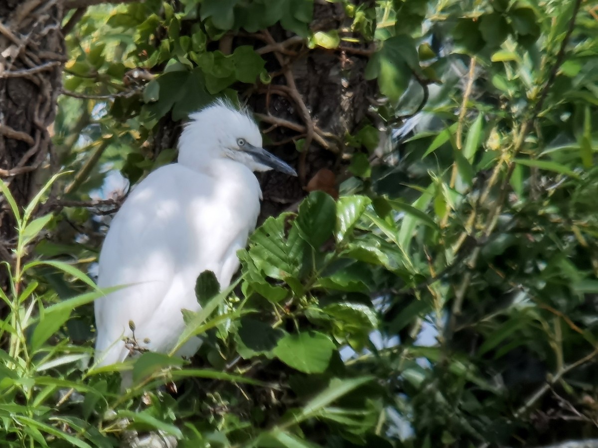 Western Cattle Egret - ML620296752