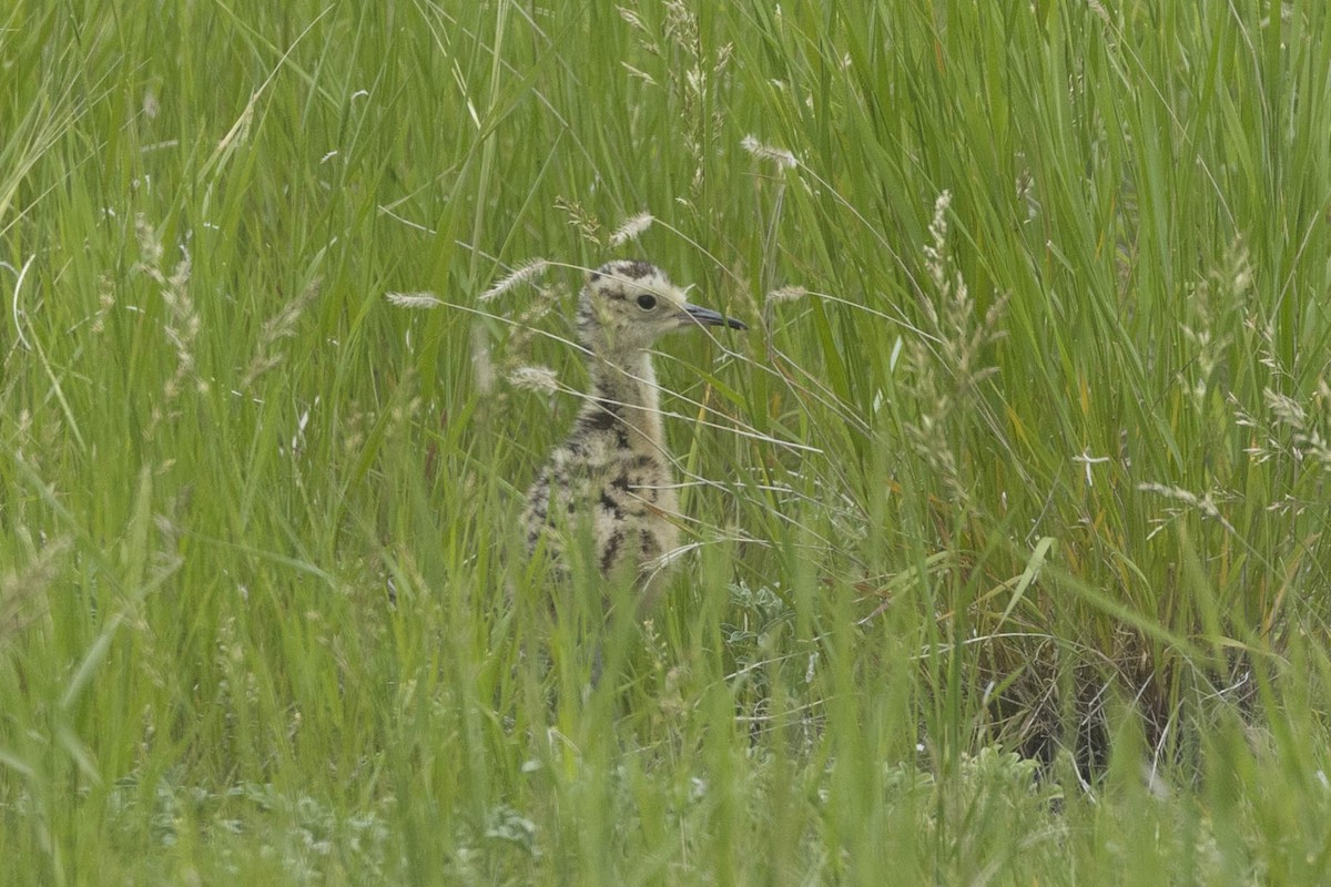 Long-billed Curlew - ML620296757