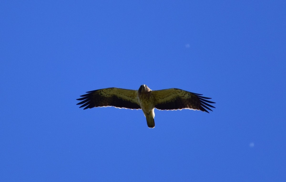 Booted Eagle - ML620296758