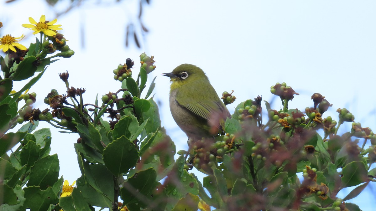 Cape White-eye - ML620296760