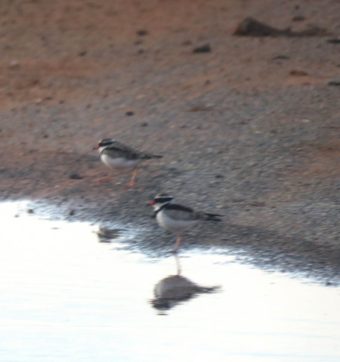 Black-fronted Dotterel - ML620296763