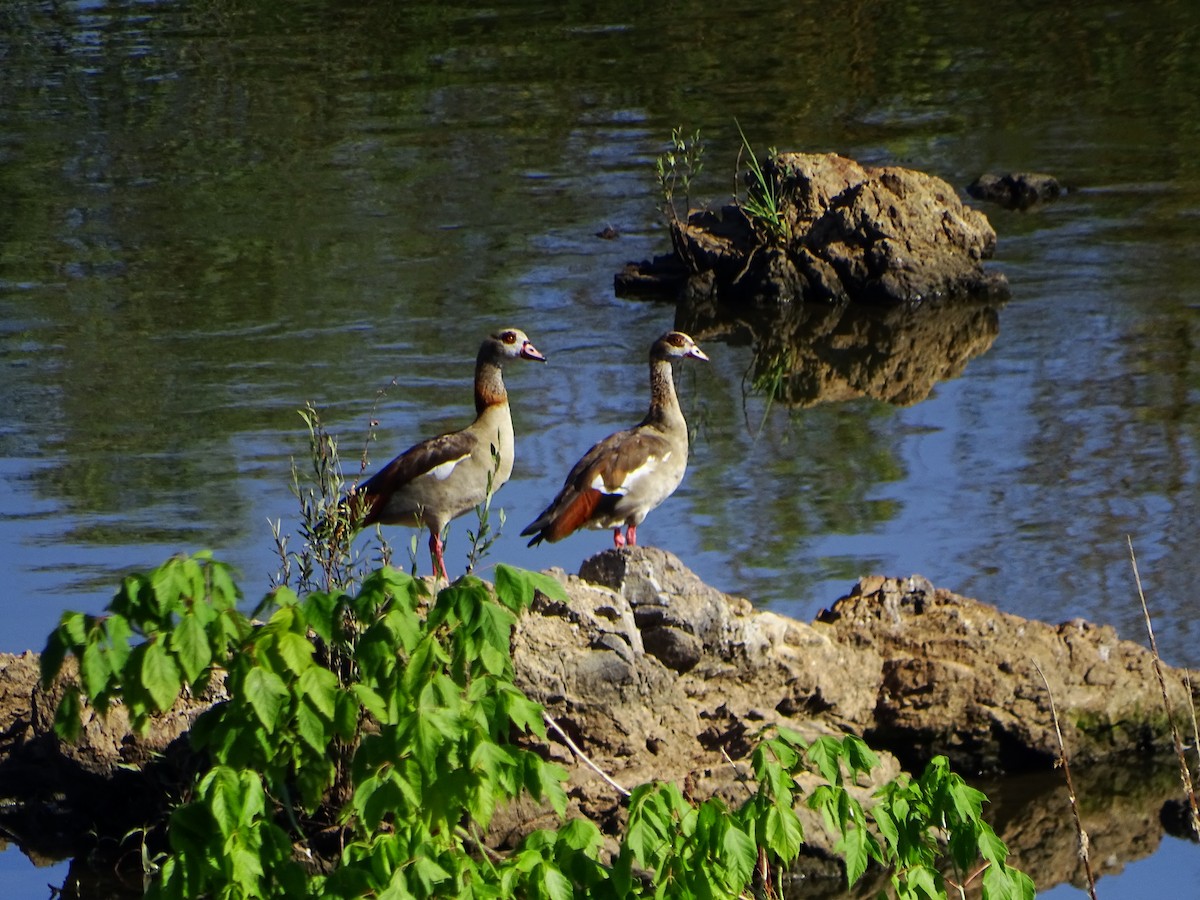 Egyptian Goose - ML620296765