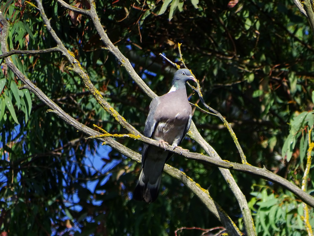 Common Wood-Pigeon - ML620296770