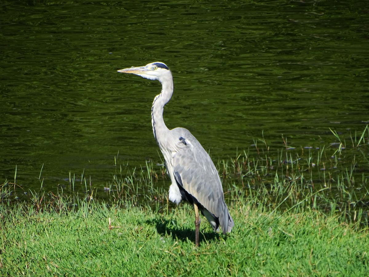 Gray Heron - ML620296772