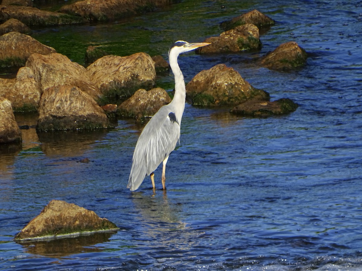 Gray Heron - ML620296773