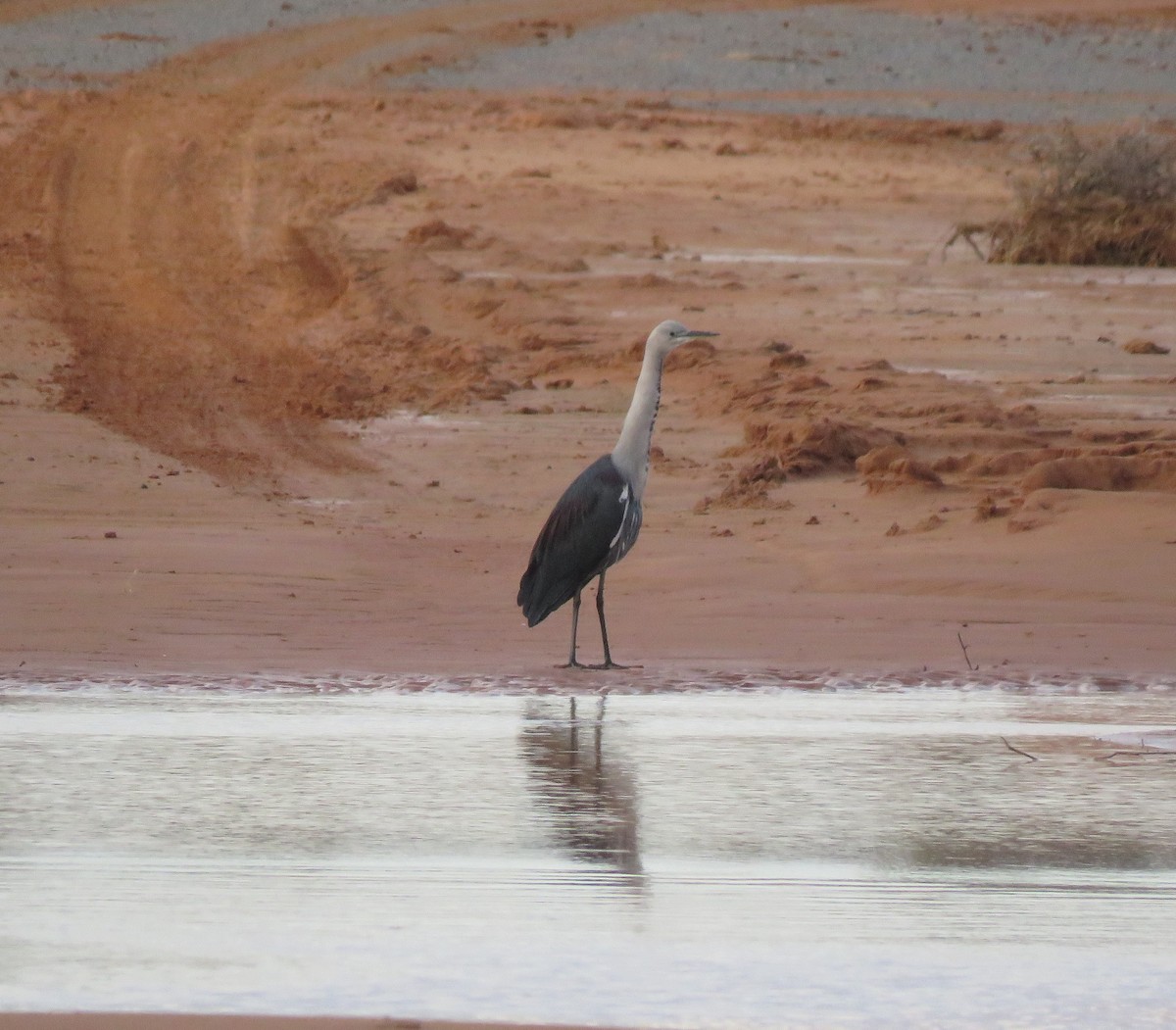 Garza Cuelliblanca - ML620296775