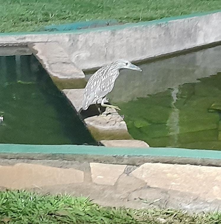 Black-crowned Night Heron - ML620296780