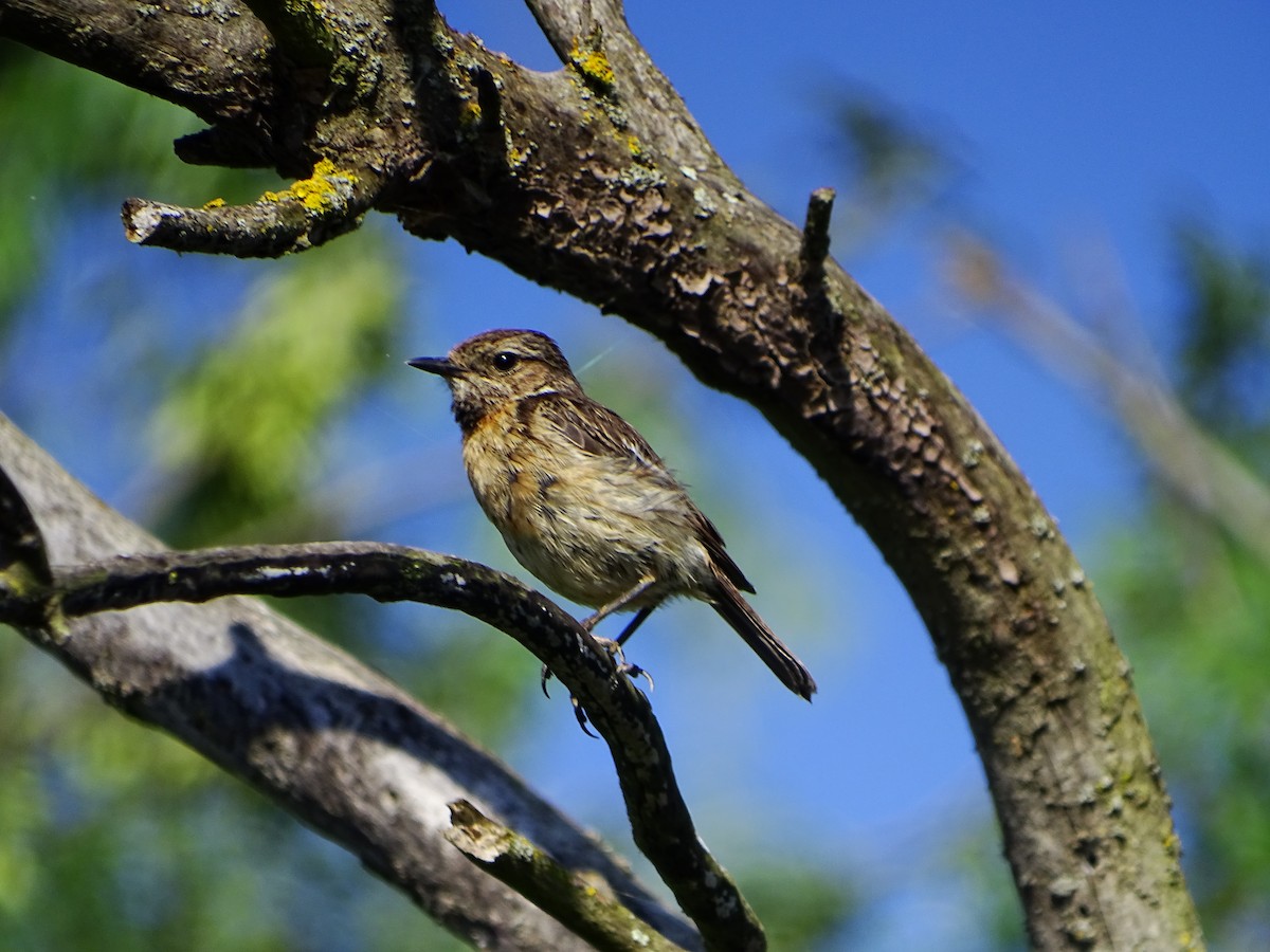 European Stonechat - ML620296786