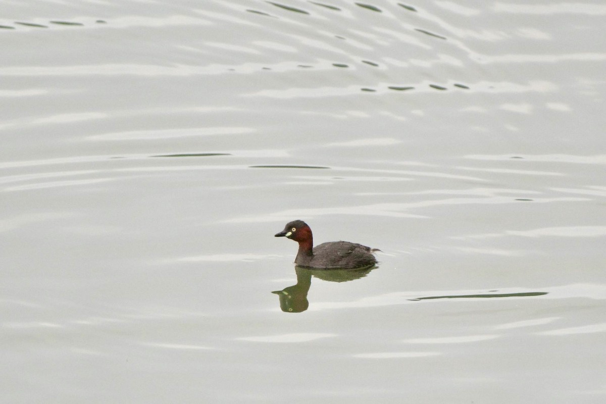 Little Grebe - ML620296796