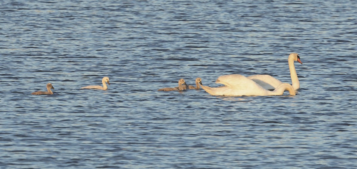 Mute Swan - ML620296797