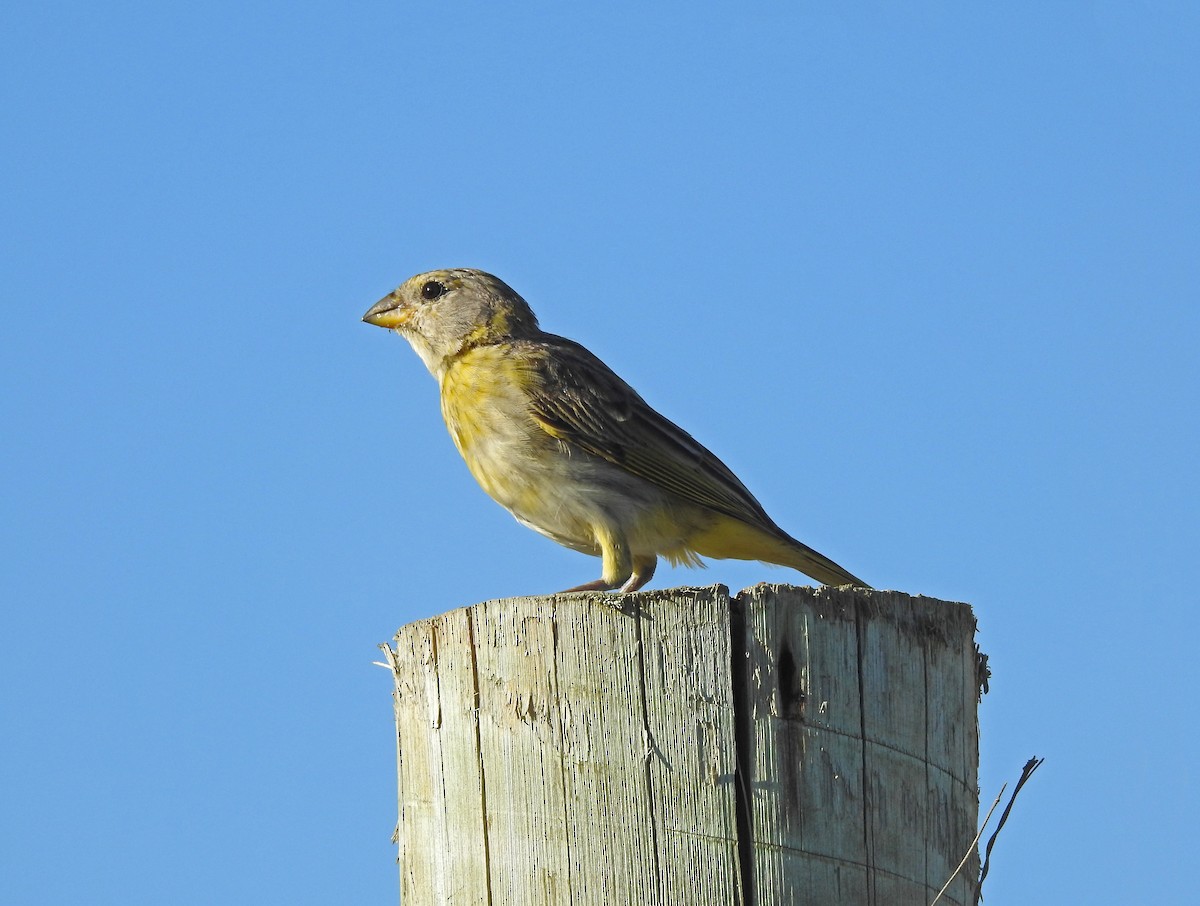 Saffron Finch - ML620296806