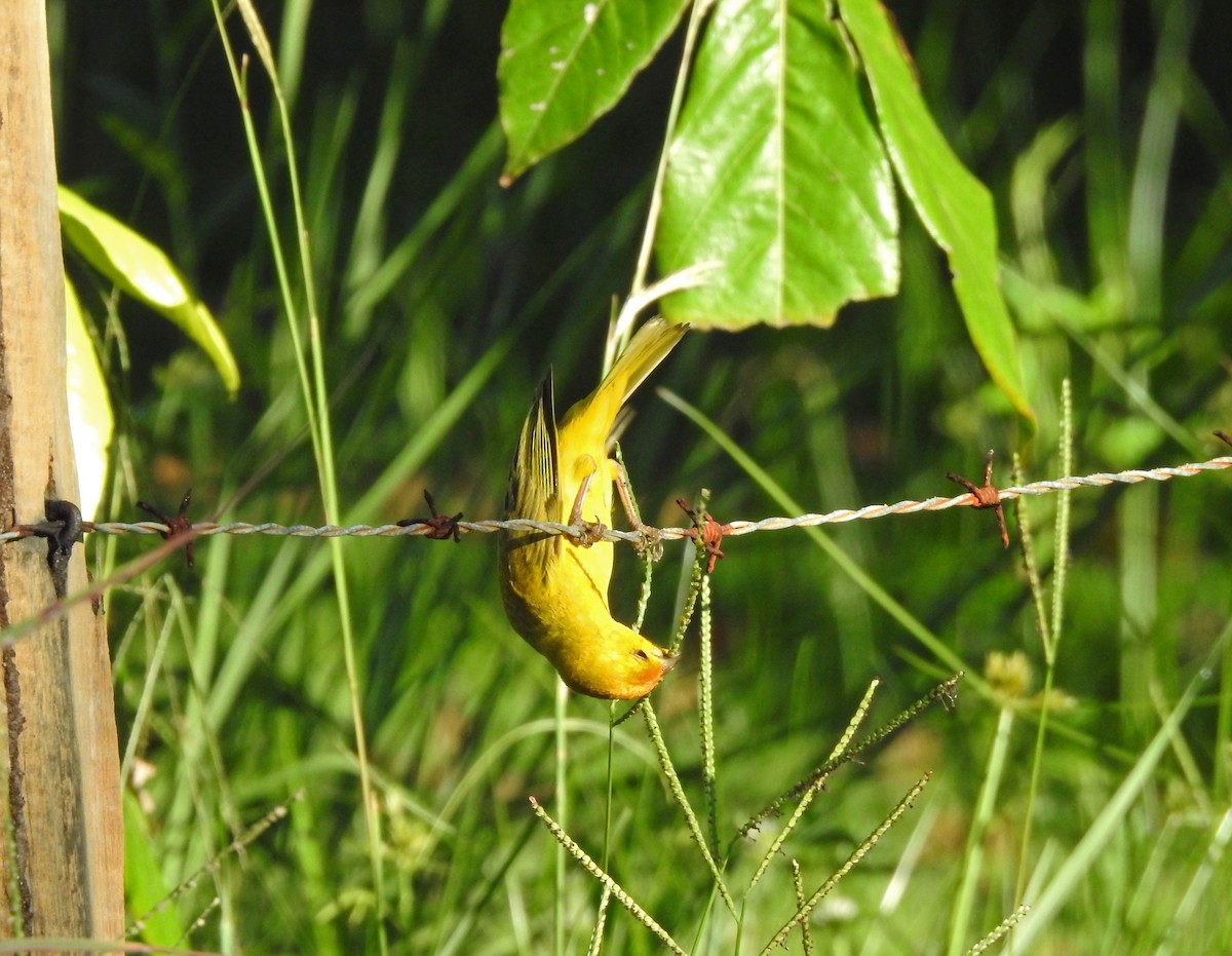 Saffron Finch - ML620296807