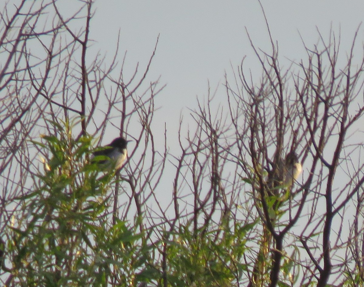 Pied Honeyeater - ML620296813