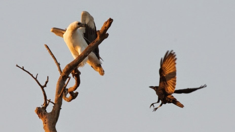 White-bellied Sea-Eagle - ML620296815