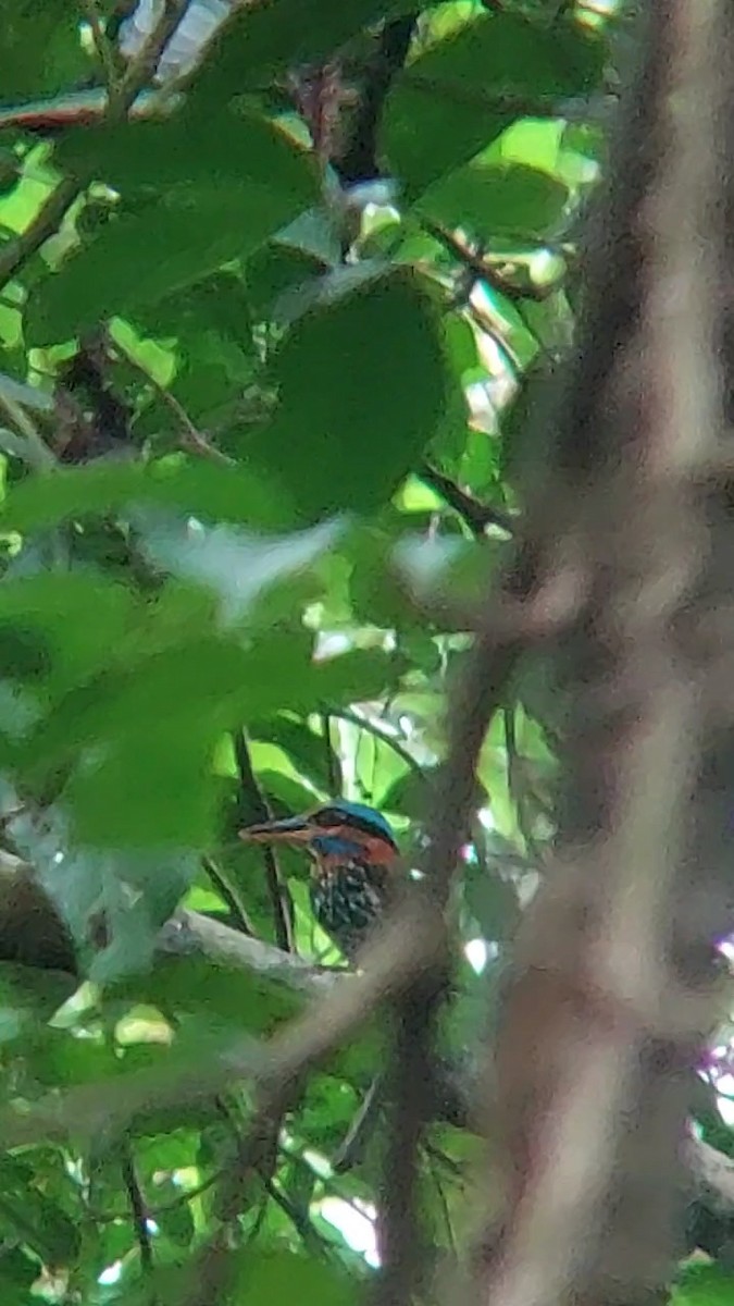 Spotted Kingfisher - ML620296818