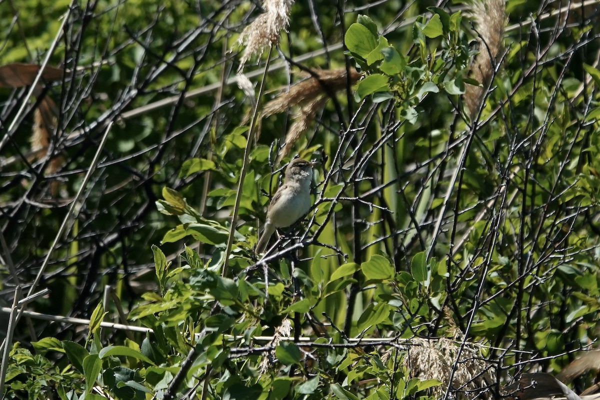 Booted Warbler - ML620296819
