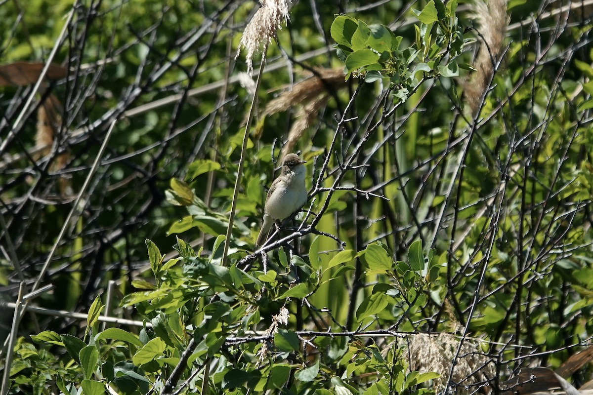 Booted Warbler - ML620296820