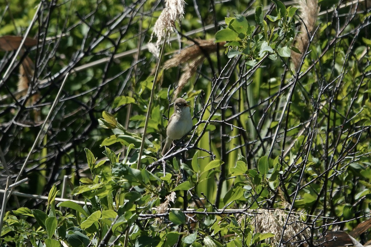 Booted Warbler - ML620296821