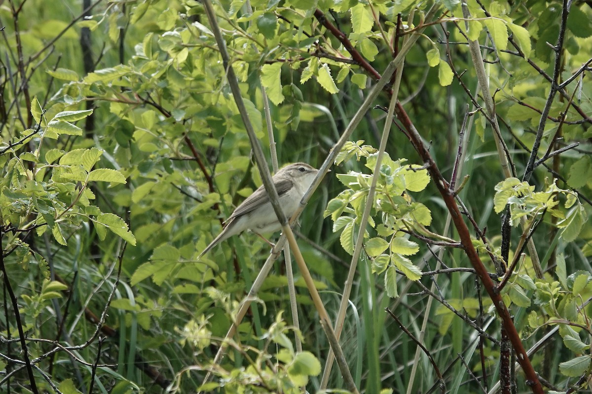 Blyth's Reed Warbler - ML620296826