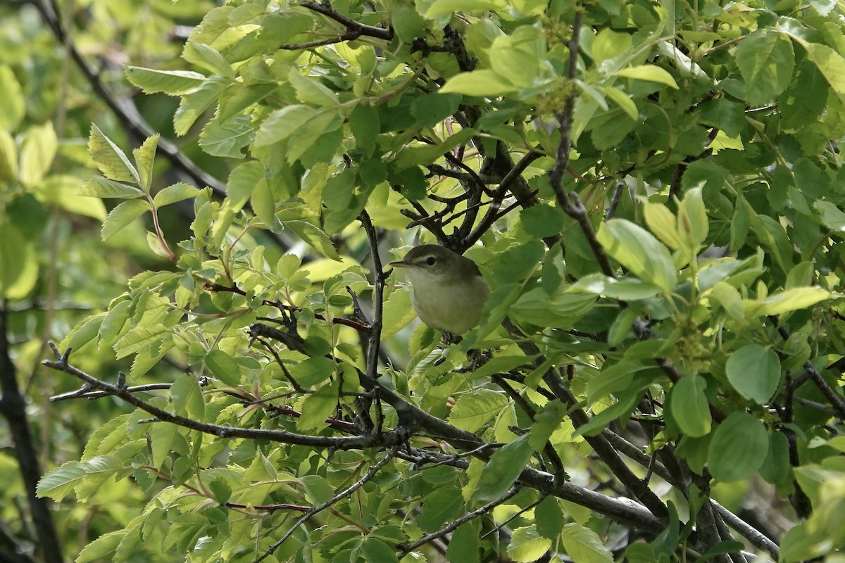 Blyth's Reed Warbler - ML620296829