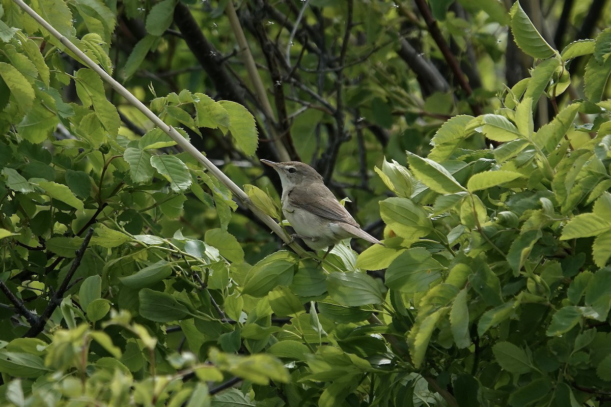 Blyth's Reed Warbler - ML620296832