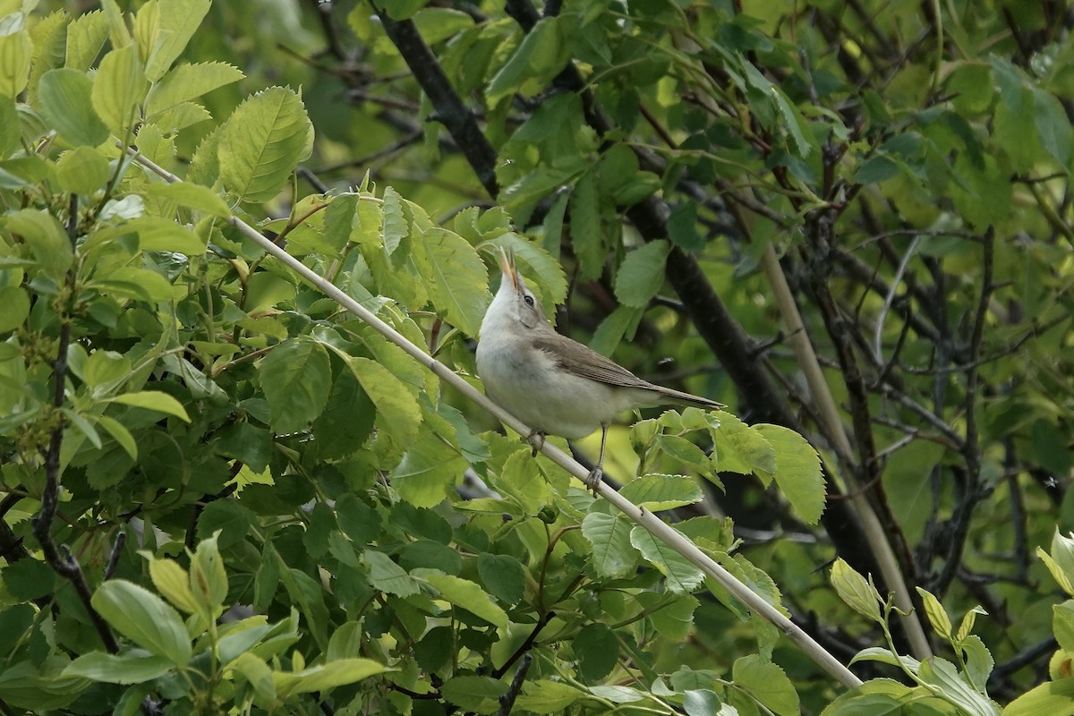 Blyth's Reed Warbler - ML620296834