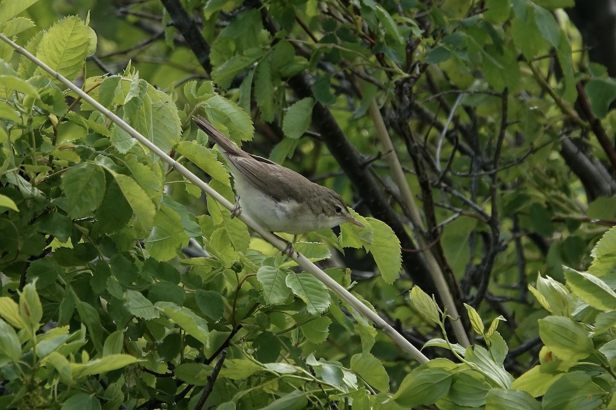 Blyth's Reed Warbler - ML620296838