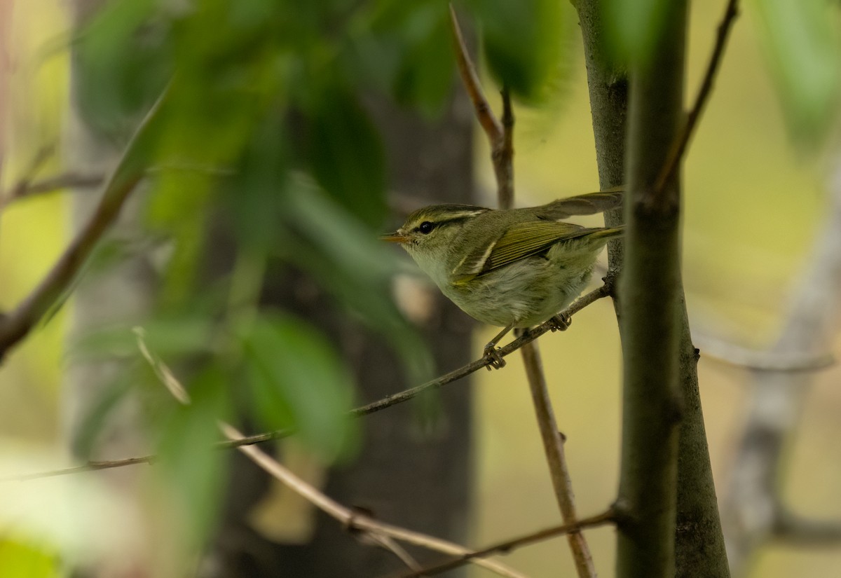 Blyth's Leaf Warbler - ML620296839