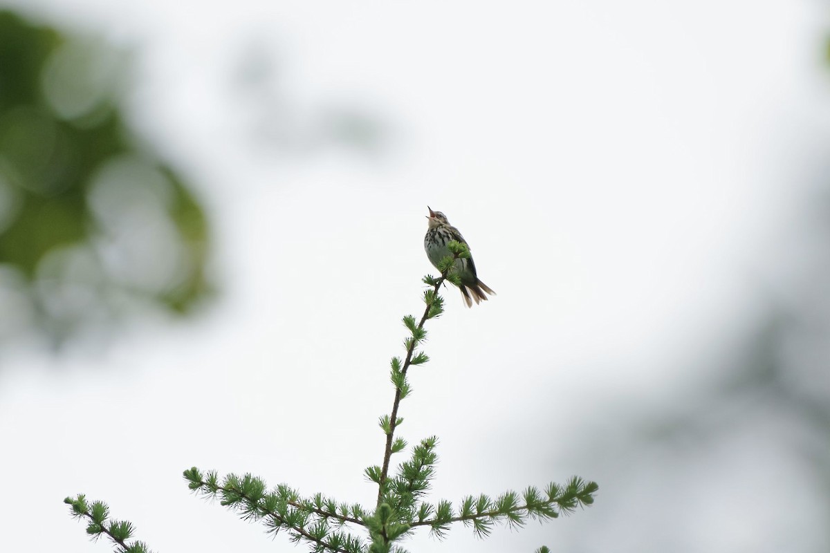 Pipit à dos olive - ML620296840