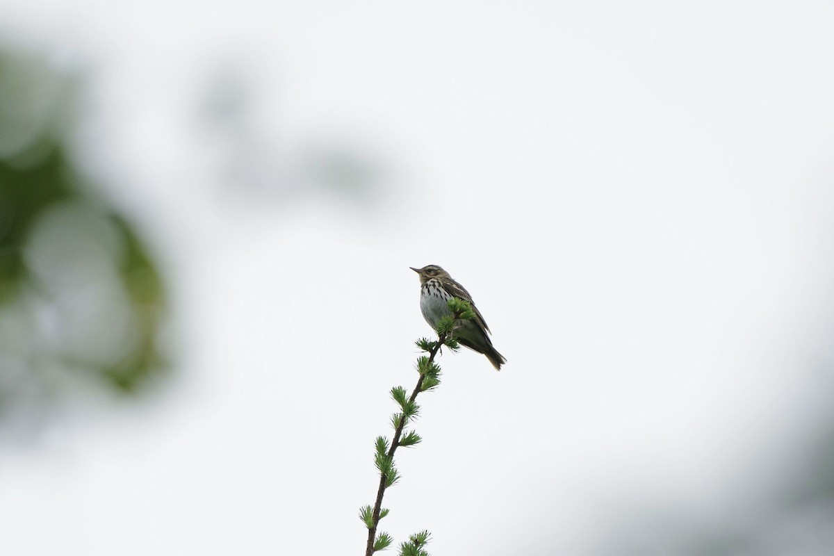 Olive-backed Pipit - ML620296841