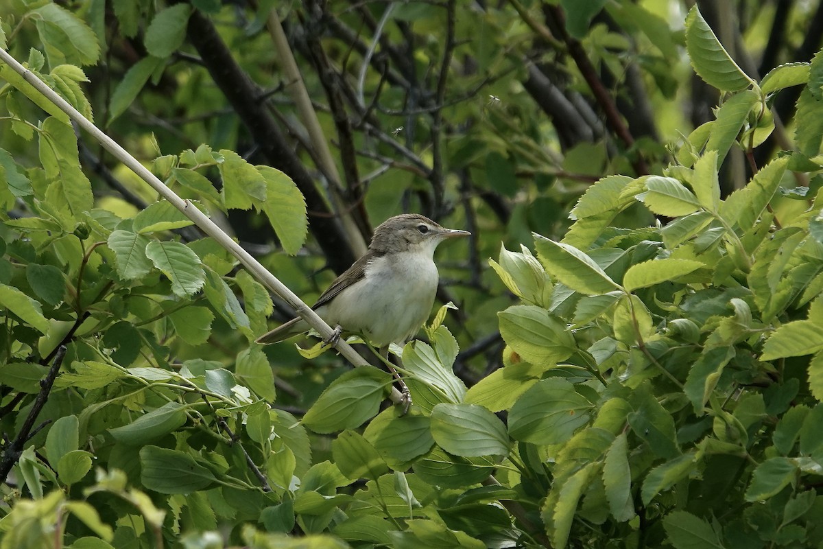 Blyth's Reed Warbler - ML620296842