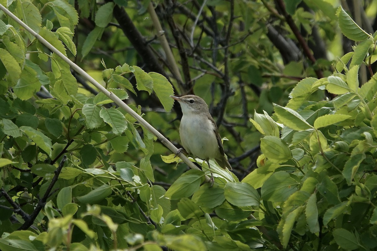 Blyth's Reed Warbler - ML620296844