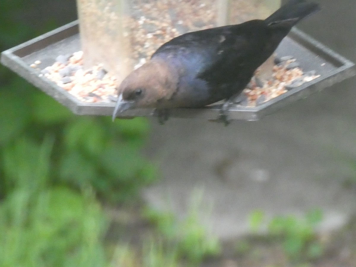 Brown-headed Cowbird - ML620296845