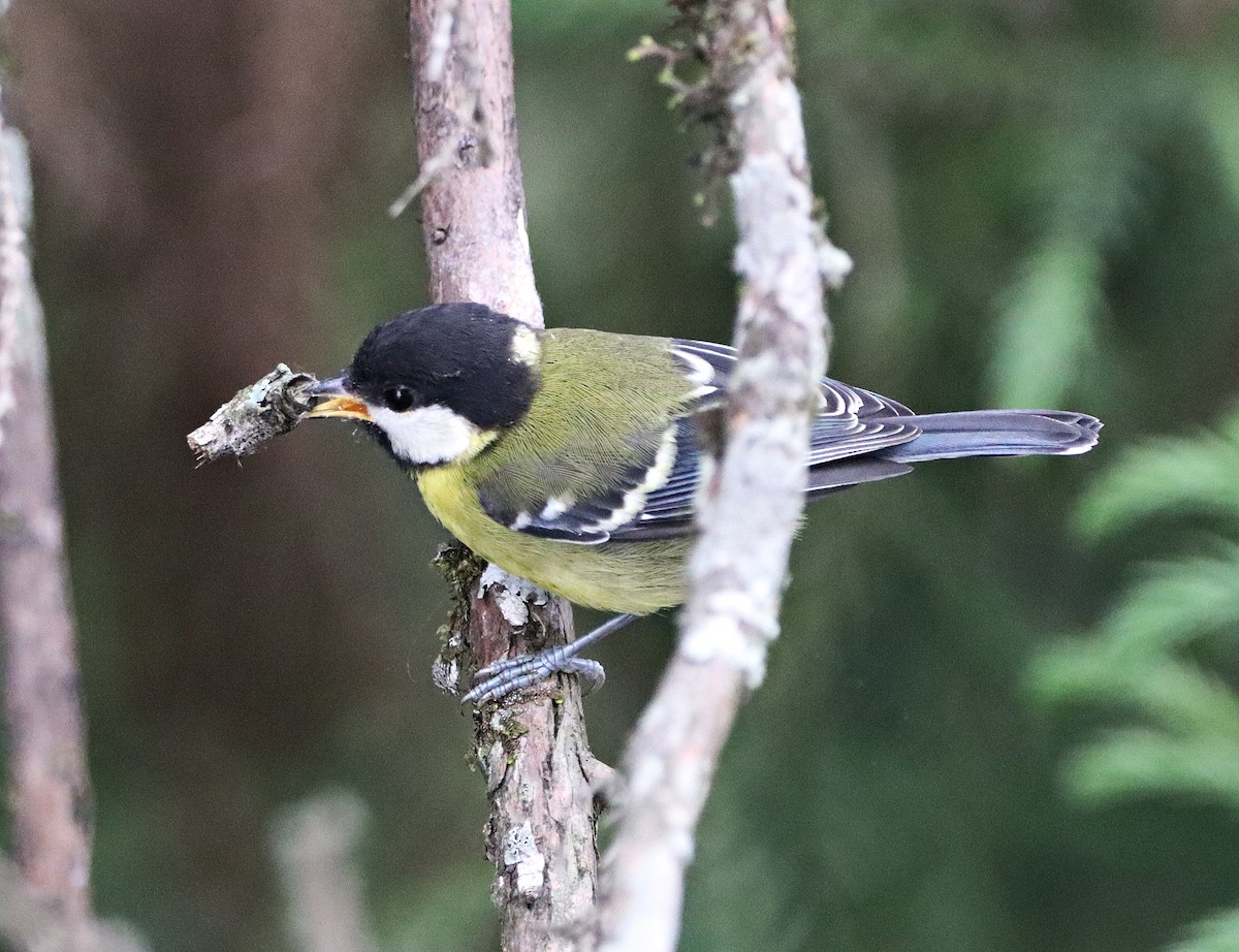 Green-backed Tit - ML620296847