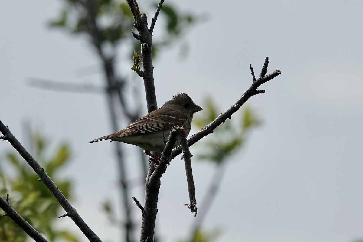 Common Rosefinch - ML620296848