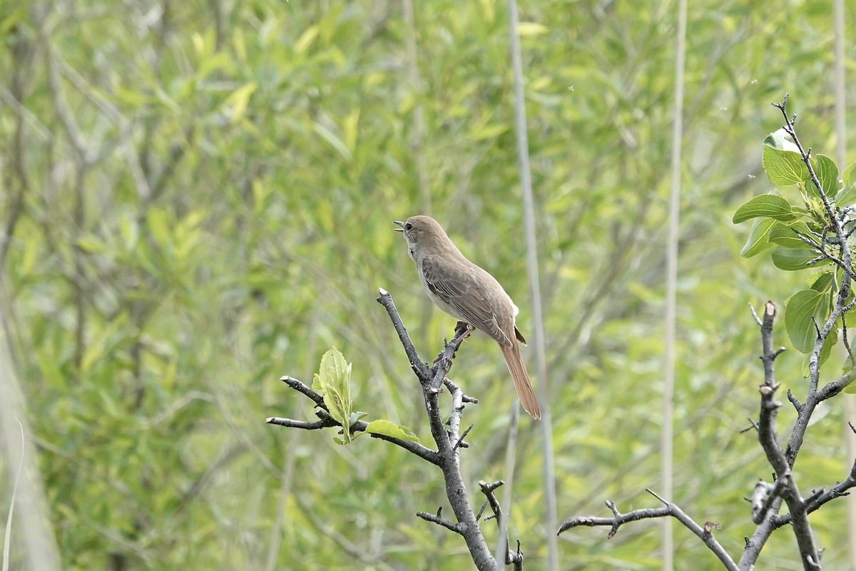 Common Nightingale - ML620296859