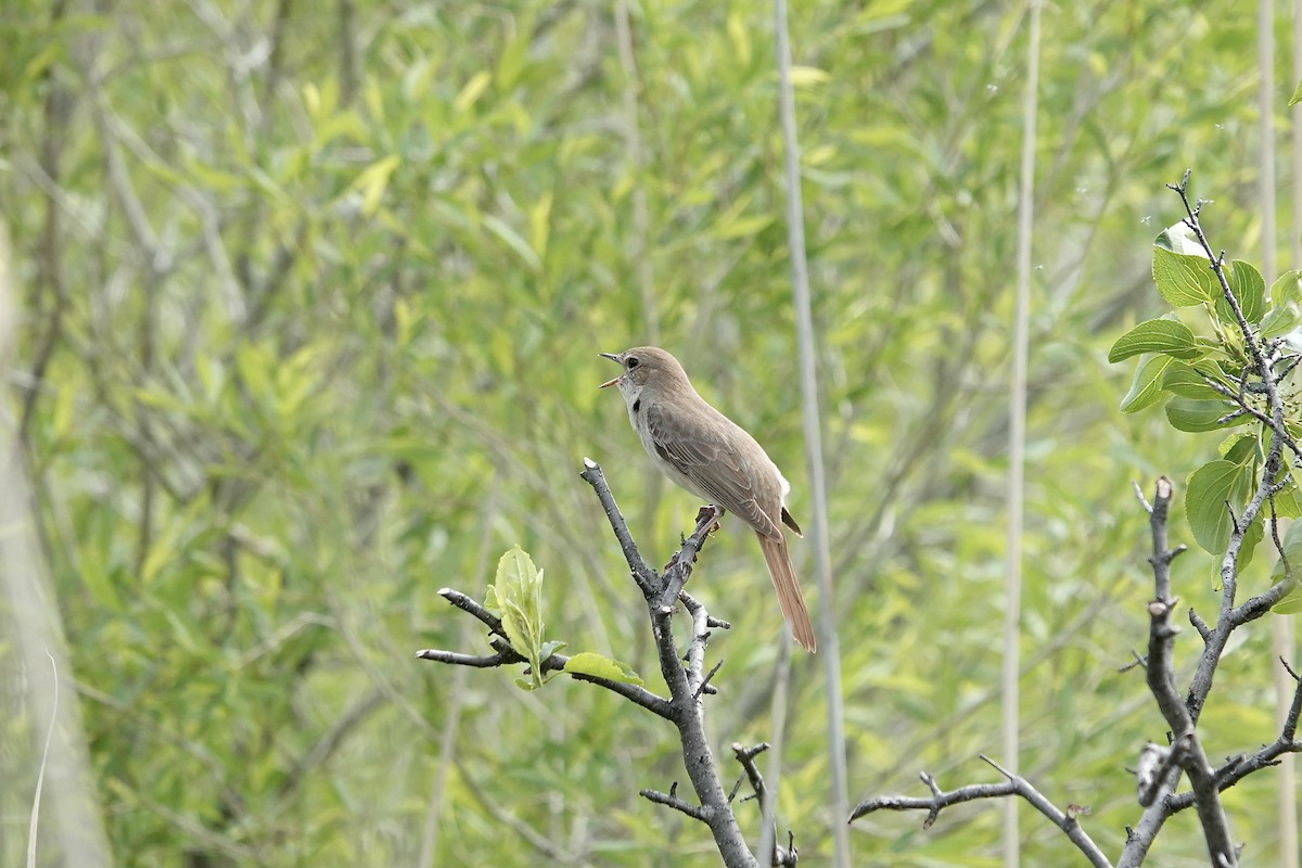 Common Nightingale - ML620296860