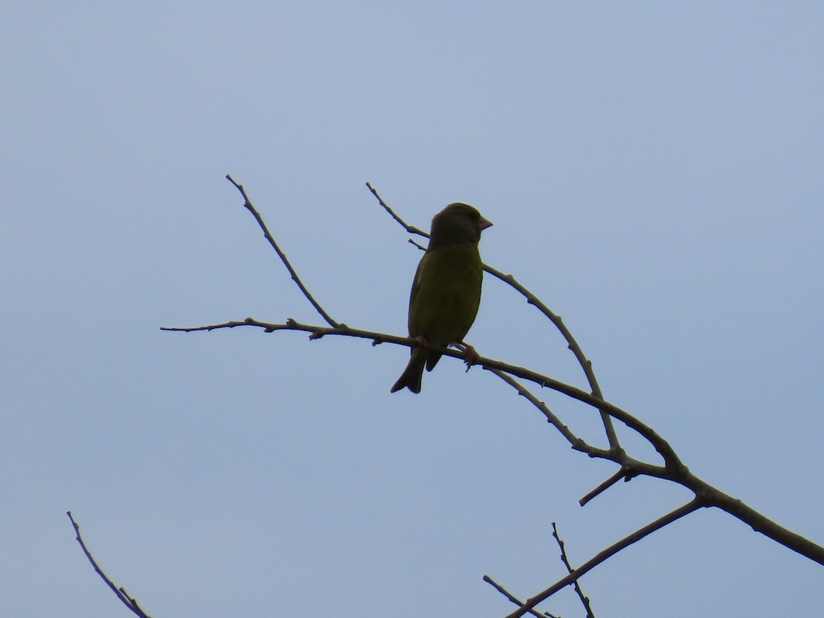 European Greenfinch - ML620296862